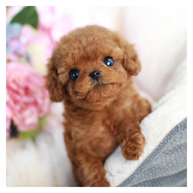 귀여운 강아지 푸들분양가